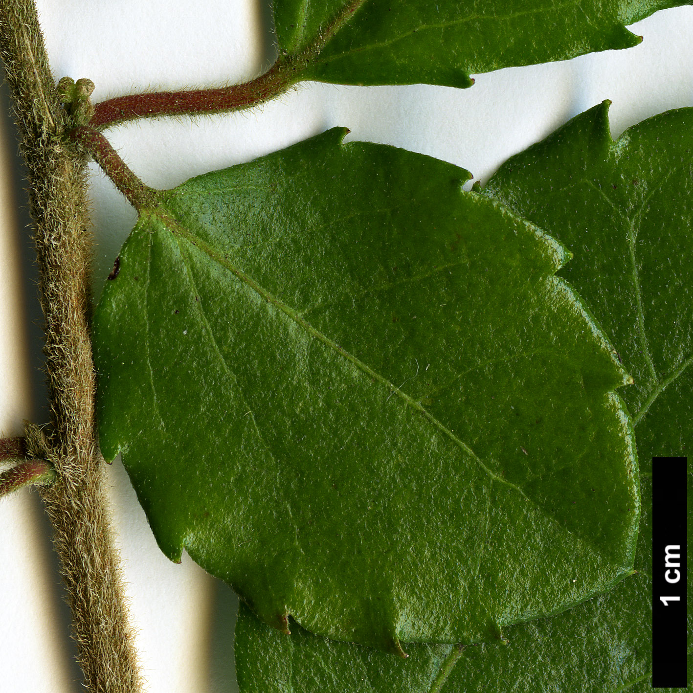 High resolution image: Family: Salicaceae - Genus: Azara - Taxon: serrata - SpeciesSub: 'Maurice Mason'